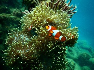 Clown fish on a reef filmed using a nitrox certification.