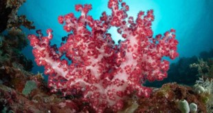 Colorful Coral on a reef while scuba diving with Nitrox.