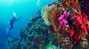 Nitrox diver on the Reef