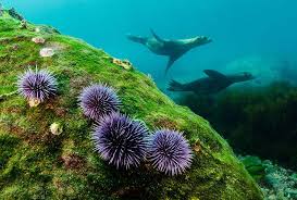 Get a scuba diving license with padi.
