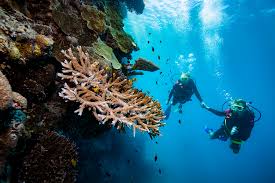 Padi scuba diving